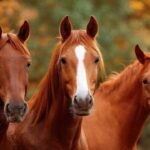 Nomurano: Why Its Calm Design Appeals Globally